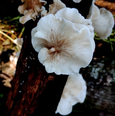 Unidentified Cap on a stem; none of the above at Bodalla State Forest - 9 Jun 2024 by Teresa