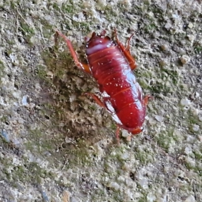 Platyzosteria similis at Goulburn, NSW - 9 Jun 2024 by trevorpreston