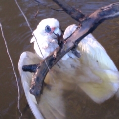 Cacatua sanguinea (Little Corella) at Wentworth, NSW - 18 Apr 2011 by MB