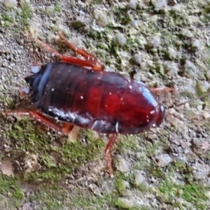 Blattidae sp. (family) at Goulburn, NSW - 9 Jun 2024