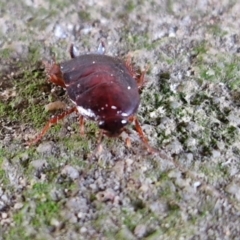 Blattidae sp. (family) at Goulburn, NSW - 9 Jun 2024