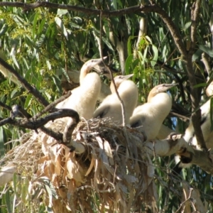 Anhinga novaehollandiae at Wentworth, NSW - 18 Apr 2011 08:30 AM