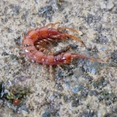 Lithobiomorpha (order) (Unidentified stone centipede) at Goulburn, NSW - 9 Jun 2024 by trevorpreston