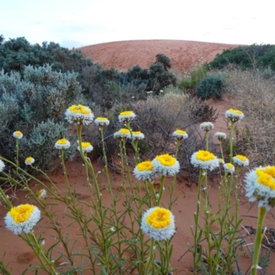 Polycalymma stuartii (Poached Egg Daisy) at Wentworth, NSW - 14 Oct 2020 by MB