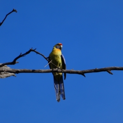 Platycercus elegans flaveolus (Yellow Rosella) at Wentworth, NSW - 15 Oct 2020 by MB