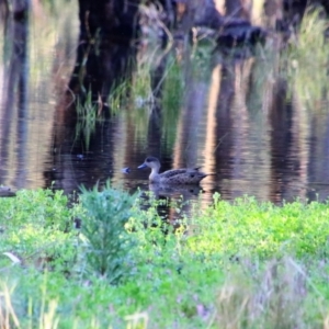 Anas gracilis at Balranald, NSW - 19 Sep 2022