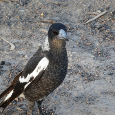 Gymnorhina tibicen (Australian Magpie) at Yanga National Park - 20 Feb 2018 by MB