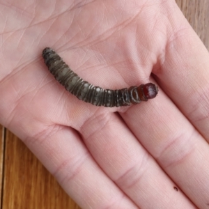 Hepialidae (family) at Kosciuszko National Park - 8 Jun 2024