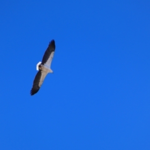 Haliaeetus leucogaster at Louth, NSW - 24 Aug 2020 10:33 AM