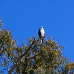 Haliaeetus leucogaster at Louth, NSW - 24 Aug 2020