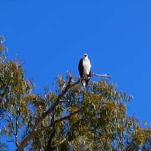 Haliaeetus leucogaster at Louth, NSW - 24 Aug 2020 10:33 AM