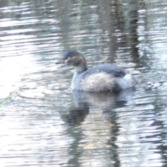 Tachybaptus novaehollandiae (Australasian Grebe) at Yass River, NSW - 10 Jun 2024 by SenexRugosus