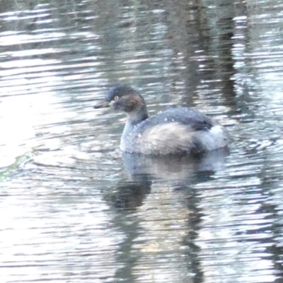 Tachybaptus novaehollandiae (Australasian Grebe) at Yass River, NSW - 10 Jun 2024 by SenexRugosus