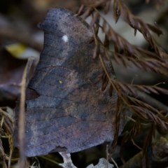 Melanitis leda (Evening Brown) at Kippara, NSW - 10 Jun 2024 by KorinneM