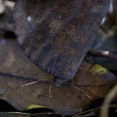 Unidentified at suppressed - 10 Jun 2024