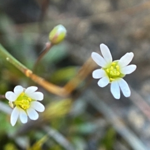 Erophila verna at Denman Prospect, ACT - 21 Aug 2023 02:07 PM