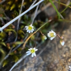 Erophila verna at Denman Prospect, ACT - 21 Aug 2023 02:07 PM