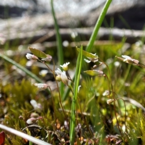 Erophila verna at Denman Prospect, ACT - 21 Aug 2023 02:07 PM