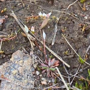 Erophila verna at Denman Prospect, ACT - 21 Aug 2023 02:07 PM