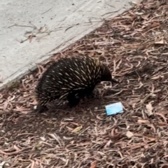 Tachyglossus aculeatus (Short-beaked Echidna) at Macquarie, ACT - 6 Nov 2023 by ZoeB