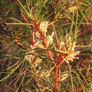 Hakea decurrens at Black Mountain - 10 Jun 2024