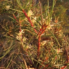 Hakea decurrens at Black Mountain - 10 Jun 2024