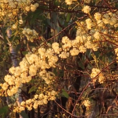 Acacia genistifolia (Early Wattle) at Black Mountain - 10 Jun 2024 by RobParnell