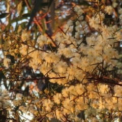 Acacia genistifolia at Point 5140 - 10 Jun 2024