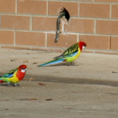 Platycercus eximius (Eastern Rosella) at Hawker, ACT - 17 May 2008 by AlisonMilton