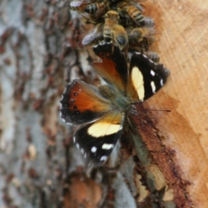 Vanessa itea at Higgins, ACT - 10 Feb 2008 05:36 PM