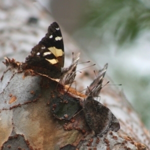 Vanessa itea at Higgins, ACT - 10 Feb 2008 05:36 PM