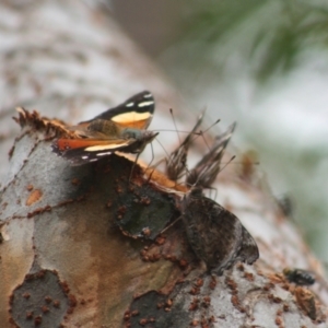 Vanessa itea at Higgins, ACT - 10 Feb 2008 05:36 PM