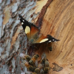 Vanessa itea at Higgins, ACT - 10 Feb 2008 05:36 PM