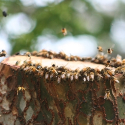 Apis mellifera (European honey bee) at Higgins, ACT - 10 Feb 2008 by AlisonMilton