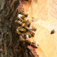 Apis mellifera at Higgins, ACT - 10 Feb 2008 05:10 PM