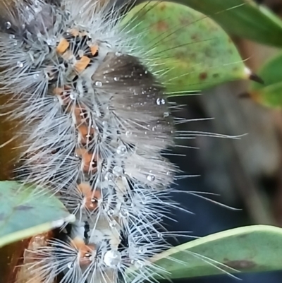 Orgyia anartoides (Painted Apple Moth) at Watson, ACT - 8 Jun 2024 by MAX