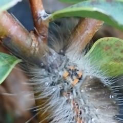 Orgyia anartoides at Watson, ACT - 8 Jun 2024