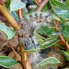 Orgyia anartoides at Watson, ACT - 8 Jun 2024