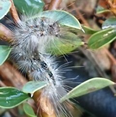 Orgyia anartoides at Watson, ACT - 8 Jun 2024