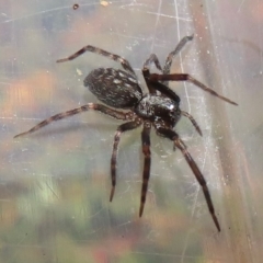 Badumna longinqua (Grey House Spider) at Narrabundah, ACT - 10 Jun 2024 by RobParnell