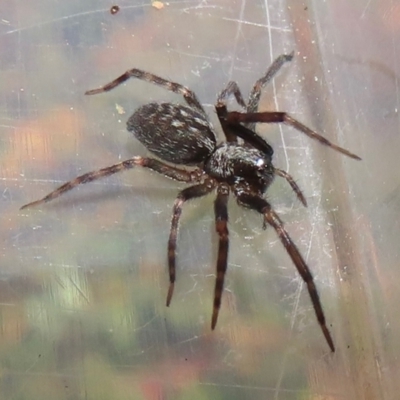 Badumna longinqua (Grey House Spider) at Narrabundah, ACT - 10 Jun 2024 by RobParnell