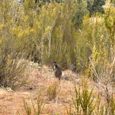 Wallabia bicolor (Swamp Wallaby) at Bullen Range - 10 Jun 2024 by AmyKL