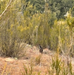 Wallabia bicolor at Bullen Range - 10 Jun 2024 09:27 AM