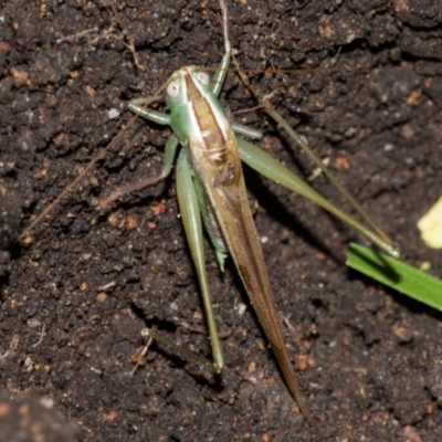 Conocephalus semivittatus (Meadow katydid) at Higgins, ACT - 5 Jun 2024 by AlisonMilton