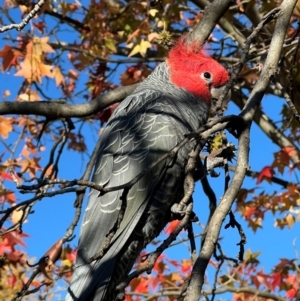 Callocephalon fimbriatum at Curtin, ACT - 10 Jun 2024