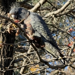 Callocephalon fimbriatum at Curtin, ACT - 10 Jun 2024