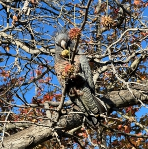 Callocephalon fimbriatum at Curtin, ACT - suppressed