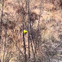 Eopsaltria australis (Eastern Yellow Robin) at Bullen Range - 10 Jun 2024 by AmyKL