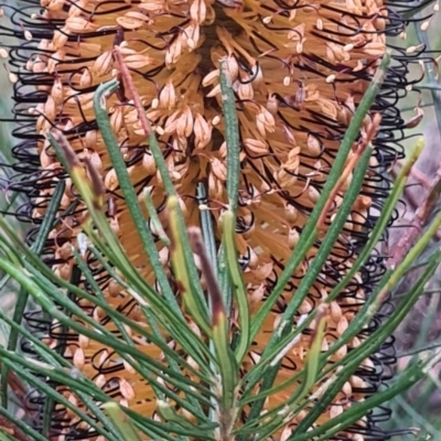 Banksia spinulosa (Hairpin Banksia) at Bodalla State Forest - 11 Aug 2022 by Steve818