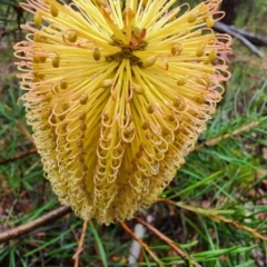 Banksia spinulosa (Hairpin Banksia) at Bodalla State Forest - 29 Mar 2023 by Steve818
